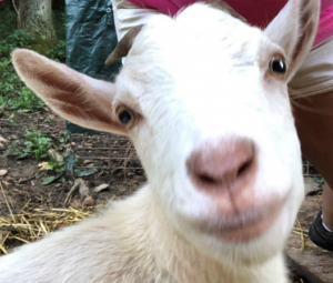 goats are a delight