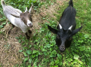 goats companions