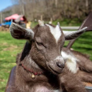 goats relax