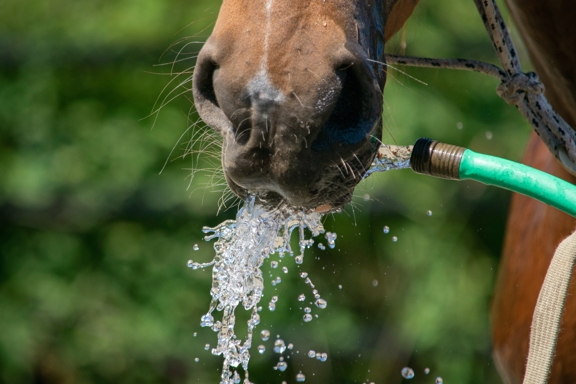 horse drinking water from a hose