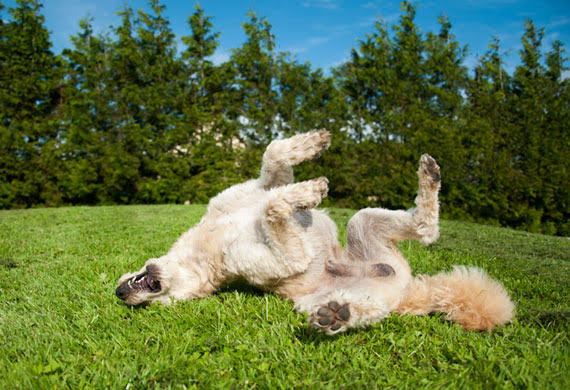 Dog at camp