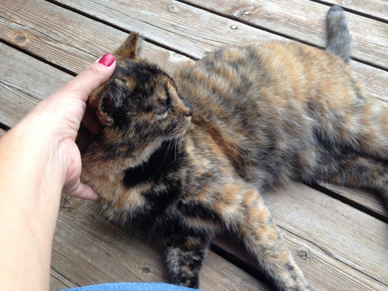 animal reiki