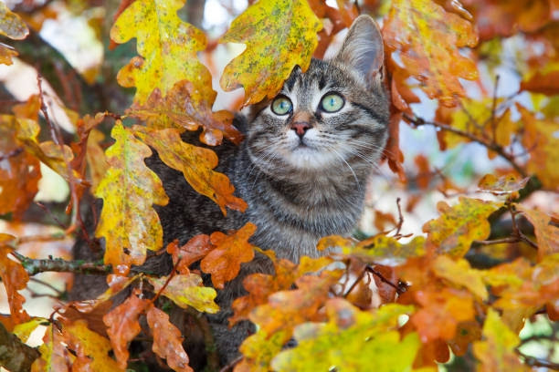 Keep your pet safe during the fall months
