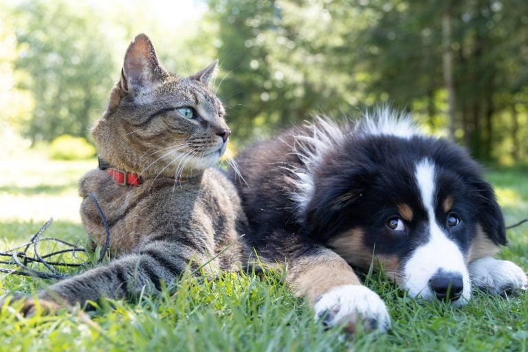 Your Guide to Adopting a Dog or Cat