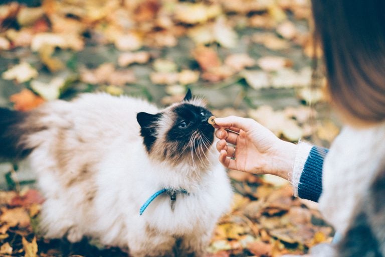 Nutrition Pets