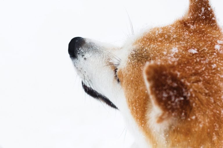 Winter Safety Tips for Your Senior Pet