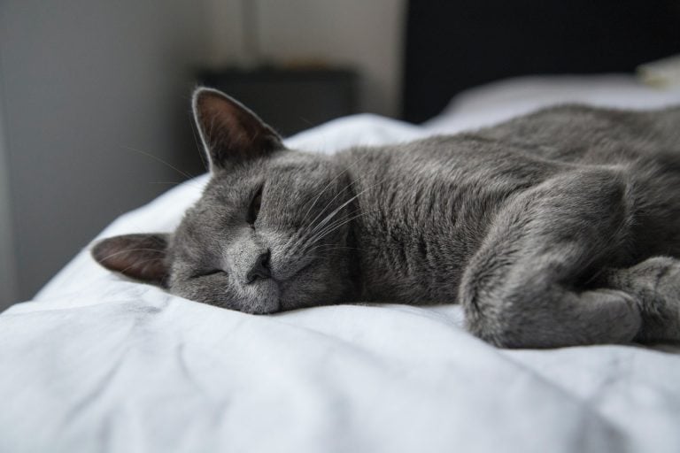 Learn About Navigating Pet End of Life Care