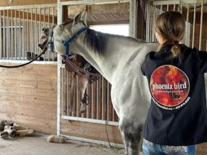 Equine Massage Therapy