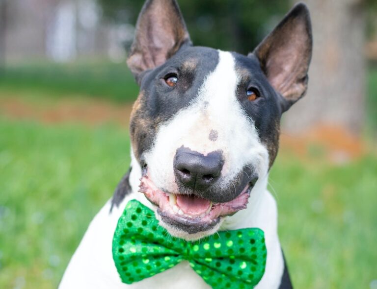 Petworks Fresh Dog Food Topper Advice