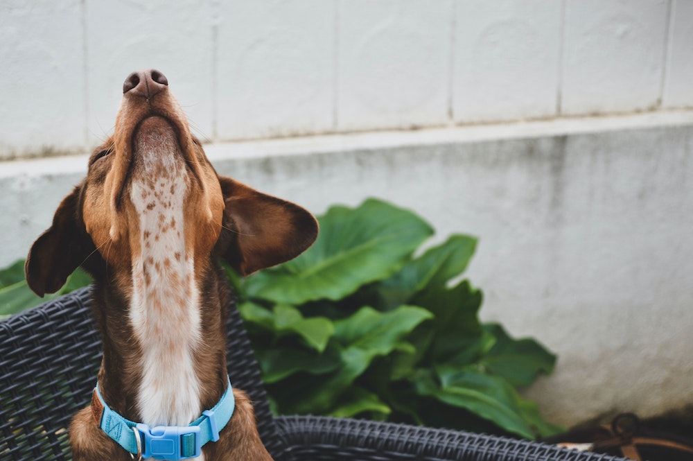 Nose Work Games for Dogs - Petworks - Advice From Industry Pet