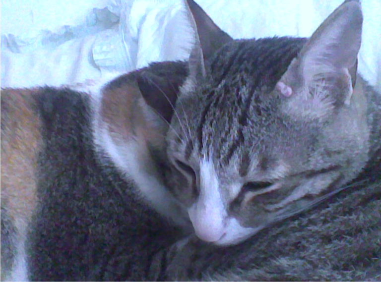 In-home cat euthanasia