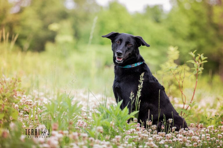 Black Lab in field