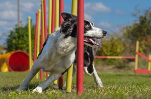 Happy Dog