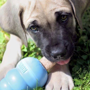 dog with chew toy