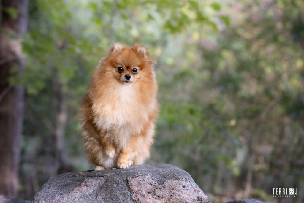 small dog on a rock