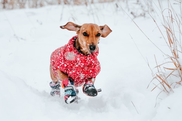 dog in snow