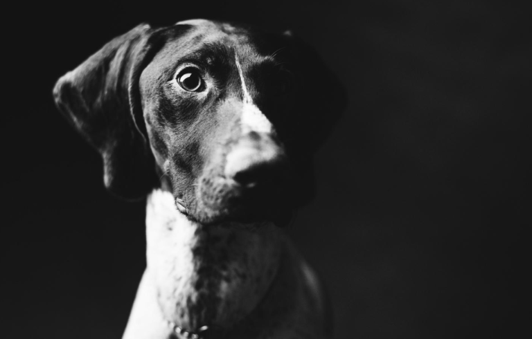 Anxiety In Pets