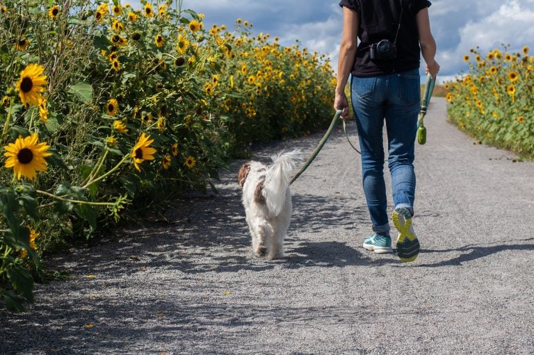 Dog Training Exercises