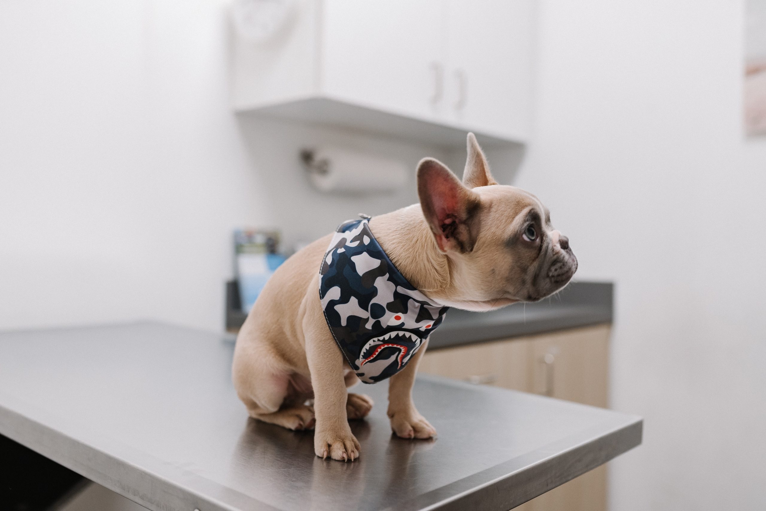 Homeopathic Vet