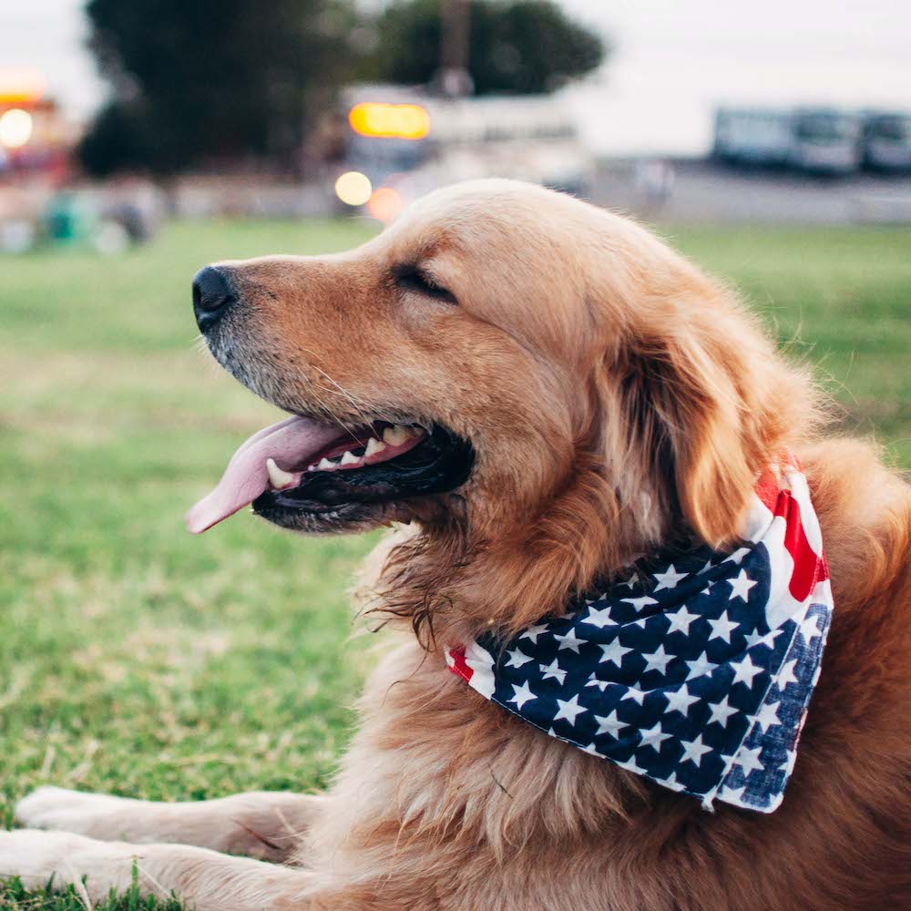 dog with patriotic bandana