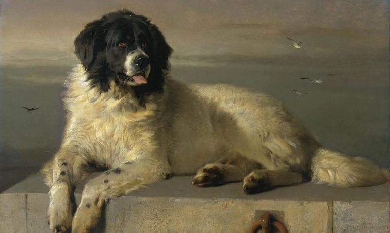 Custom Pet Portrait Artists