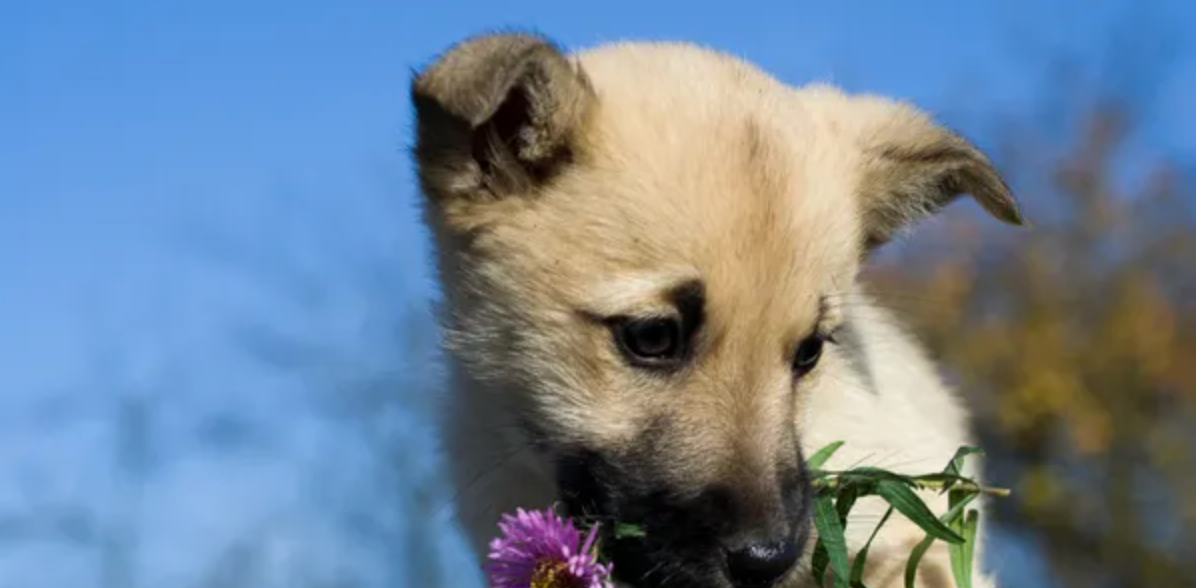 puppy outdoors