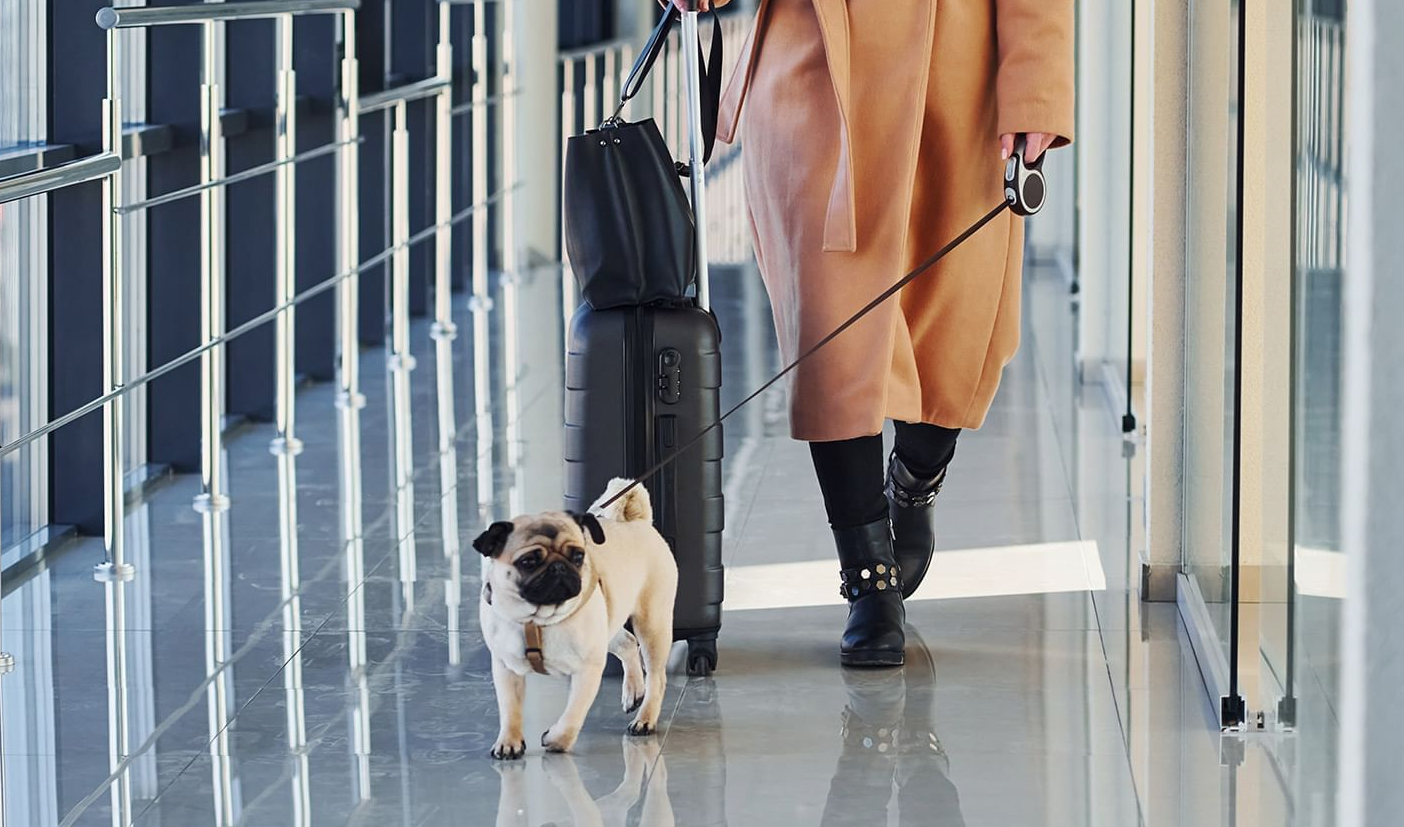 pet-friendly airport