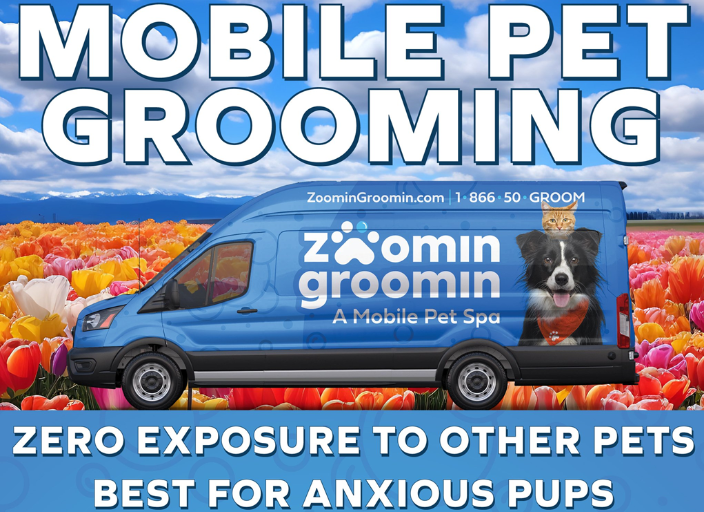 Mobile Pet Grooming Miami Advice From Petworks Pros