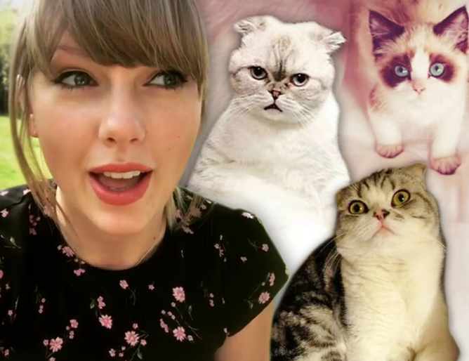 Taylor Swift Cats