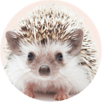 Startups and Steven Callahan