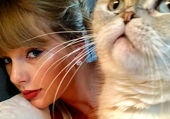 Taylor Swift's Cats