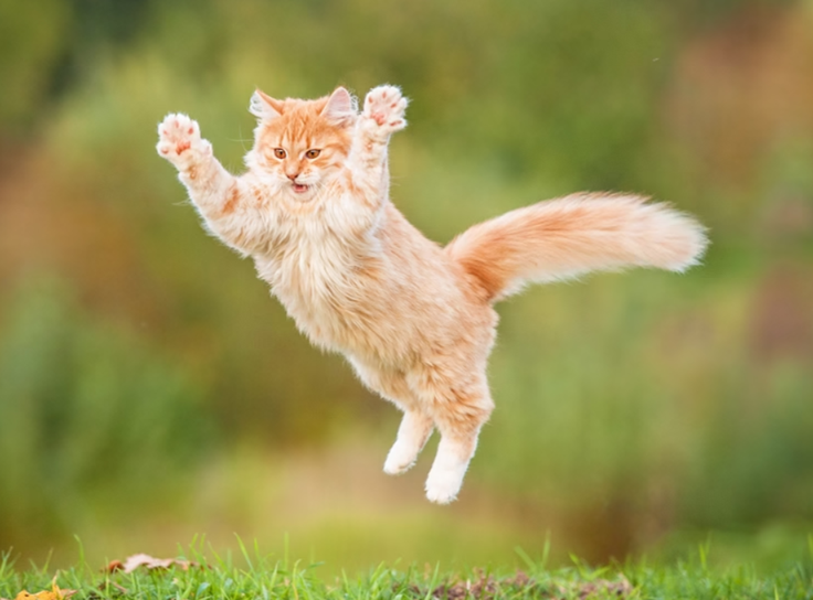 strange cat behavior