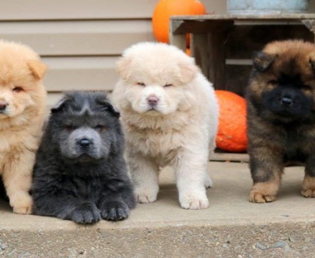 Chow Chow puppies for sale