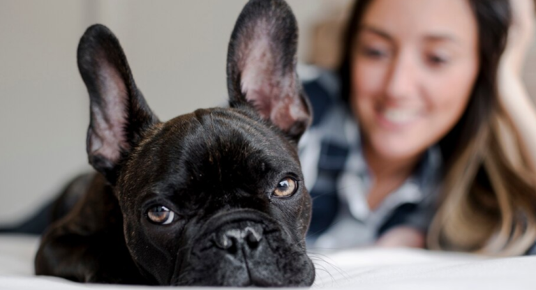 Frenchton Puppies