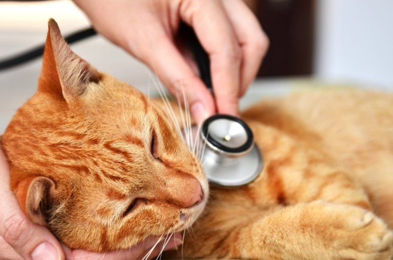 Lungworm In Cats