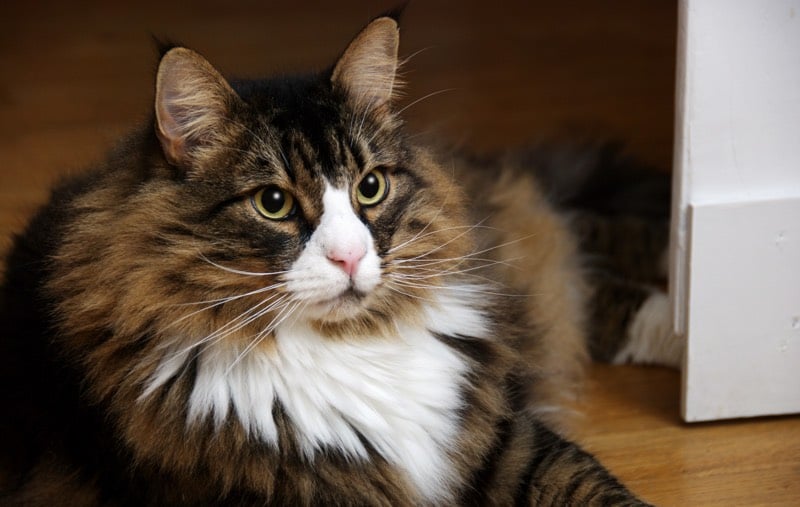 Norwegian Forest Cat