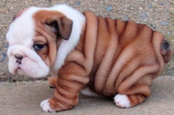 Transporting Bulldog Puppies