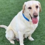 How To Treat A Lethargic Dog