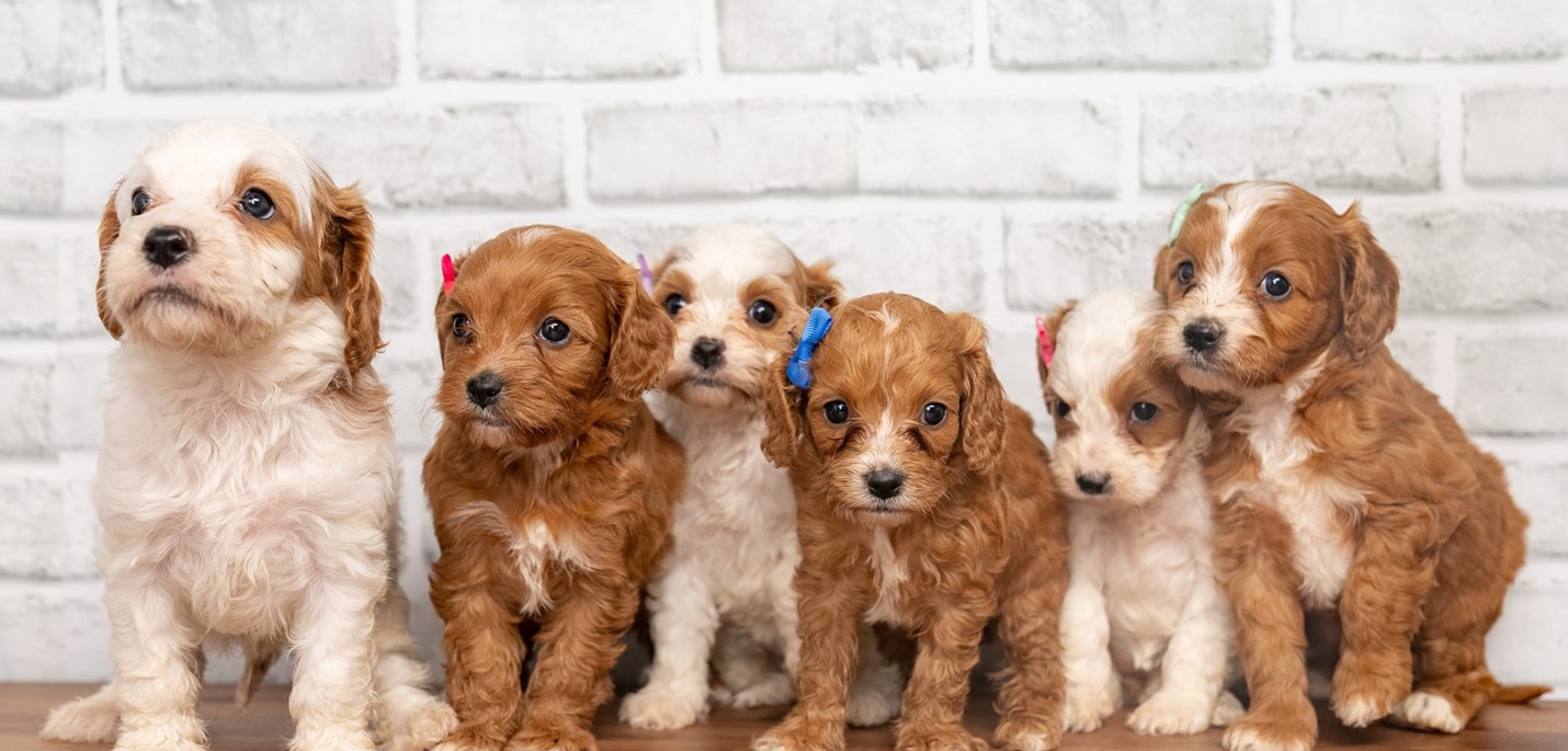 Cavapoo Puppies
