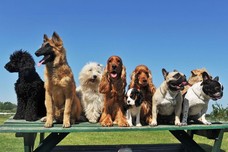 Dog Breeds