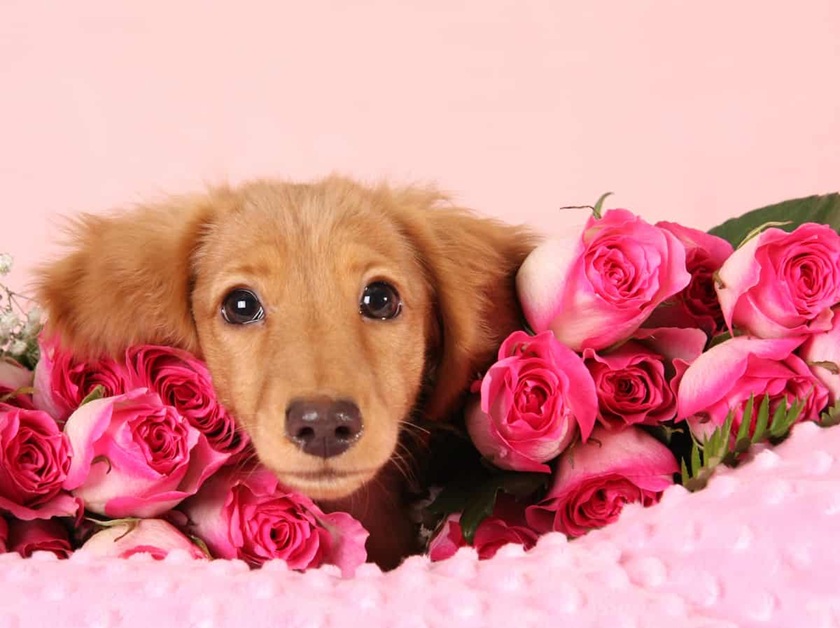 Dog Valentines Day 2025