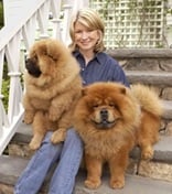 Chow Chow Puppies