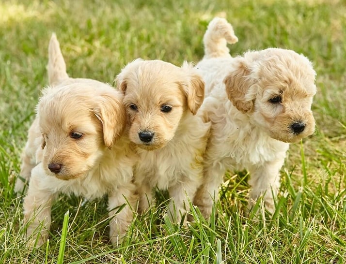 Mini Goldendoodle Puppy Care