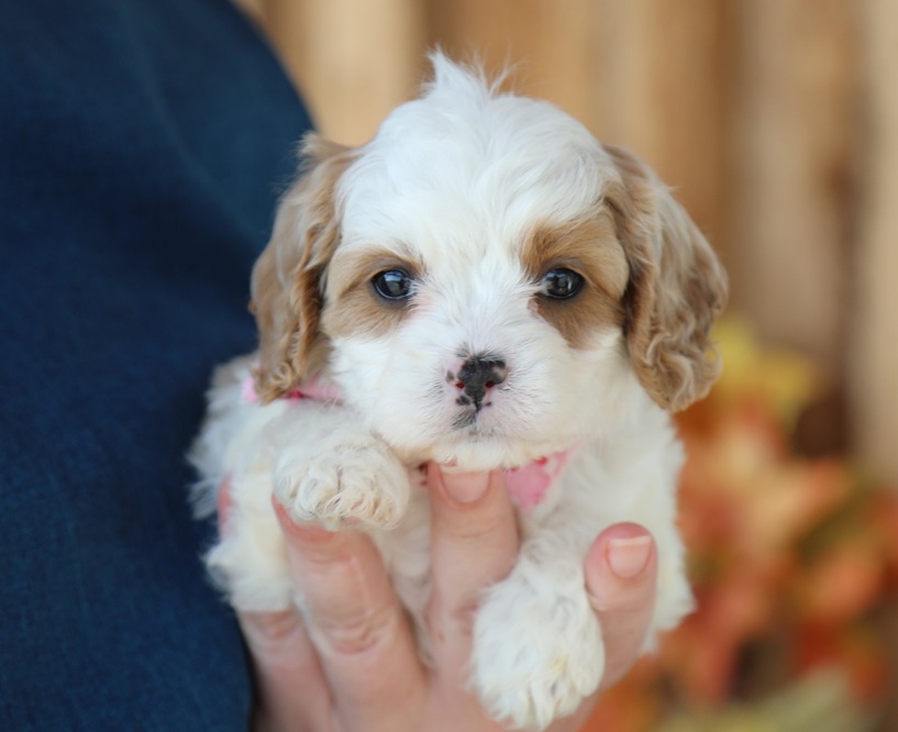 miniature cavapoo