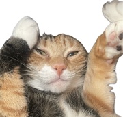 Senna The Calico Queen