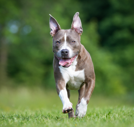 American Staffordshire Terrier