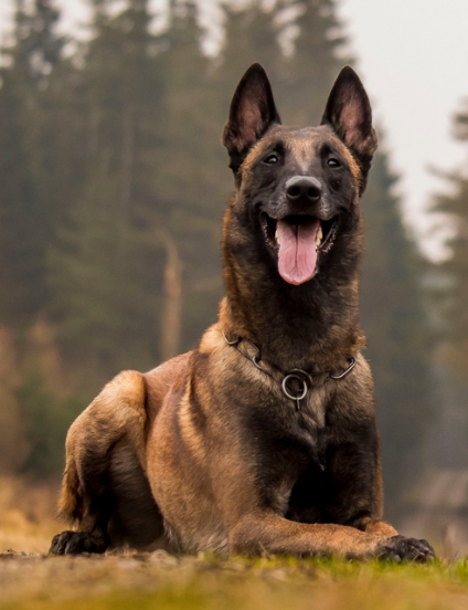 Belgian Malinois