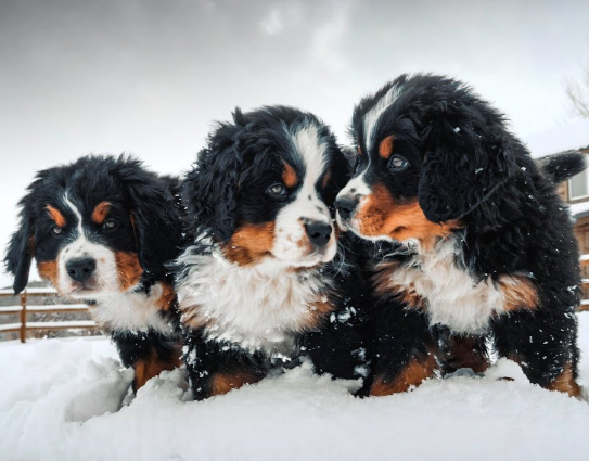 Bernese Mountain Dog Puppy Breeders