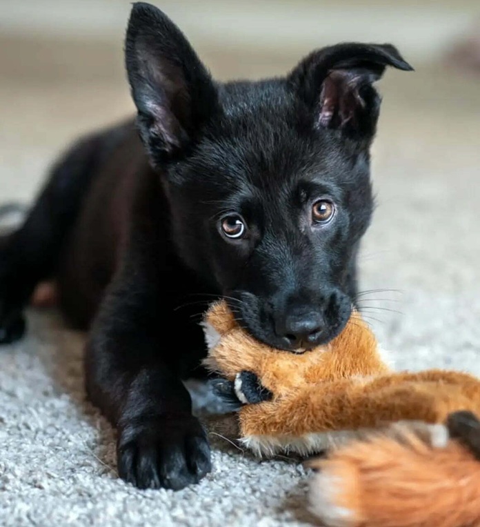 Black GSD Puppy