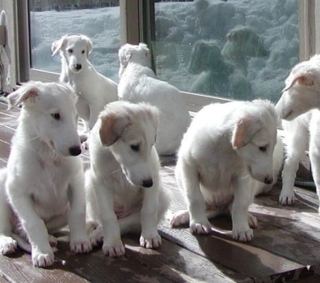 Borzoi Puppies